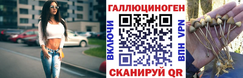 Псилоцибиновые грибы Cubensis  Купить где  Демидов 